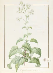 Eupatorium Deltoideum